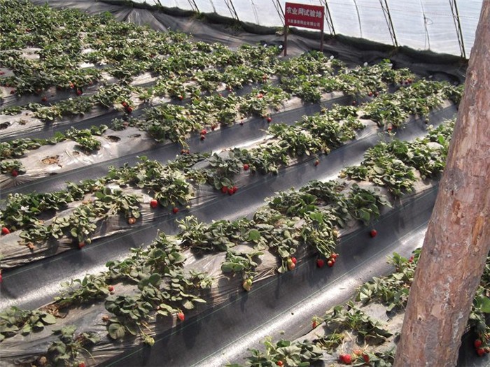 全新材料防草布